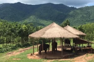 Green Hill Valey - Elefantes