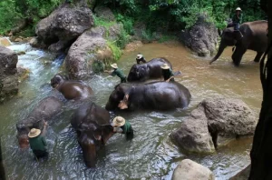 Green Hill Valey - Tour de un día con elefantes