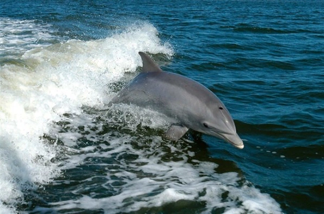 Los delfines de Ayeyarwaddy