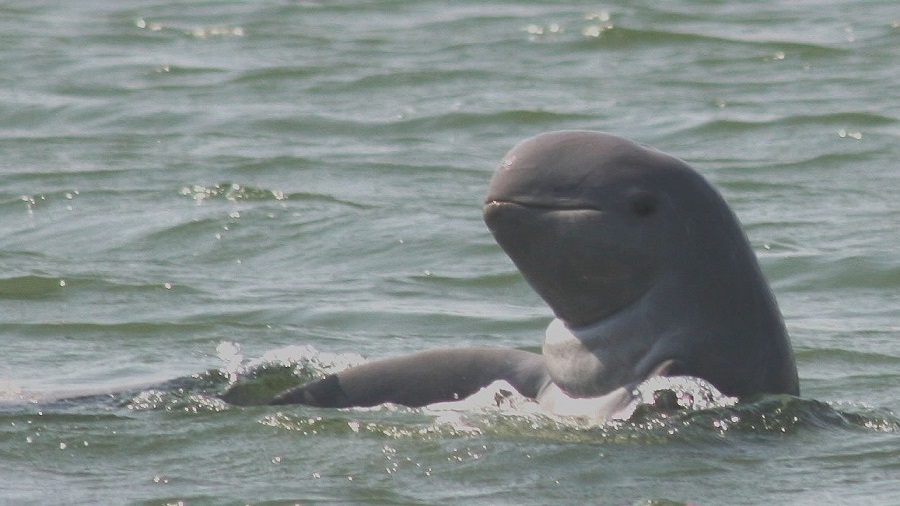 Delfines del Ayeyarwaddy