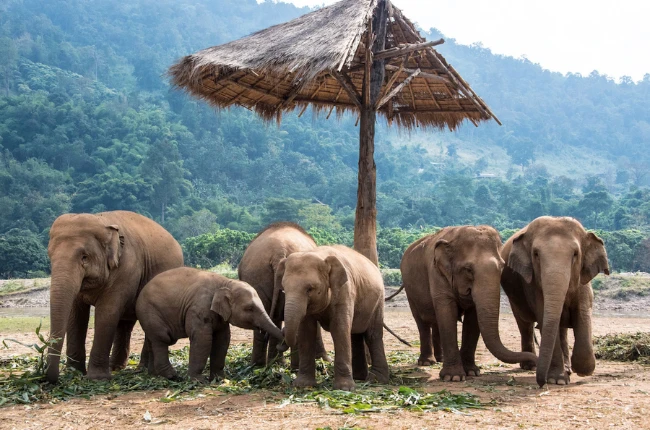 Chiang Mai - Campamento de elefantes