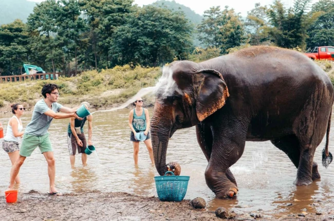 Chiang Mai - Elefantes