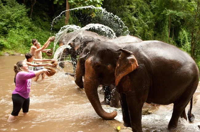 Chiang Mai - Safari de elefantes