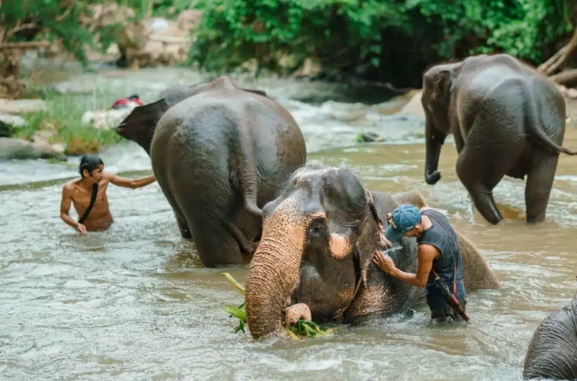 Chiang Mai - Santuario de elefantes