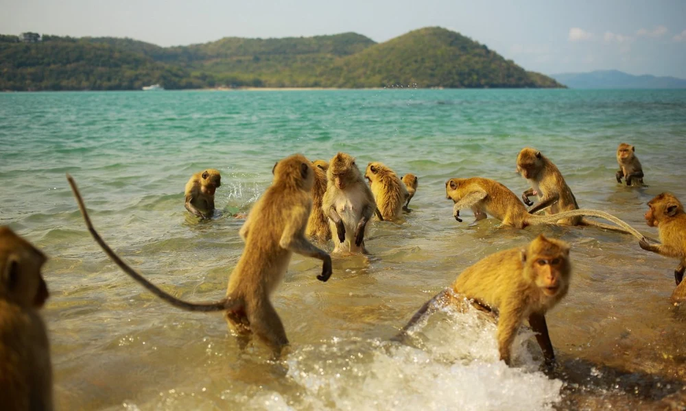 Playa de los monos Tailandia