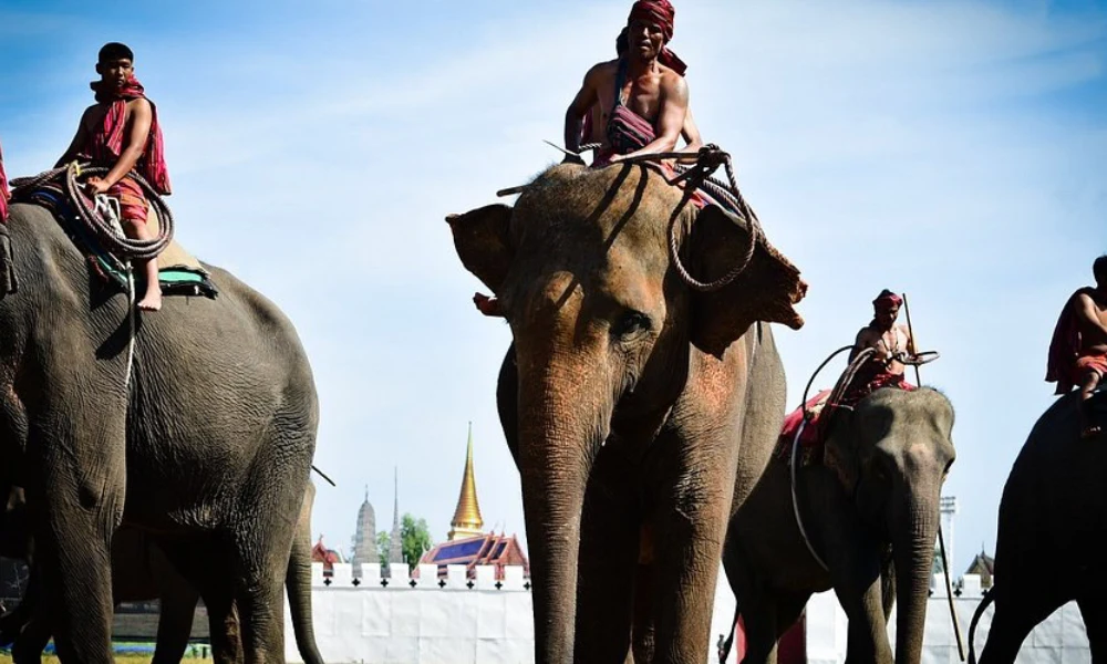 Festival de Elefantes en Surin
