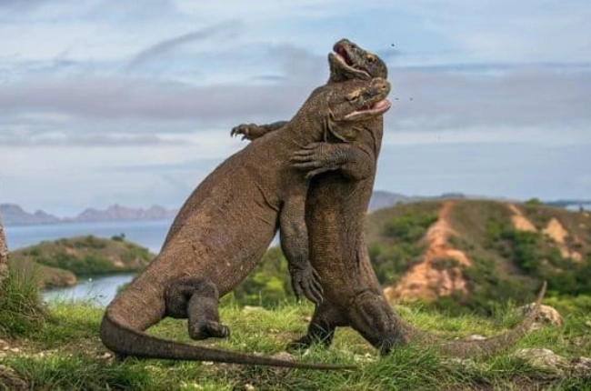 Labuan Bajo - Parque Nacional de Komodo