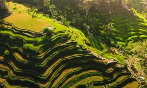Terrazas arrozales en Tegalalang - Bali