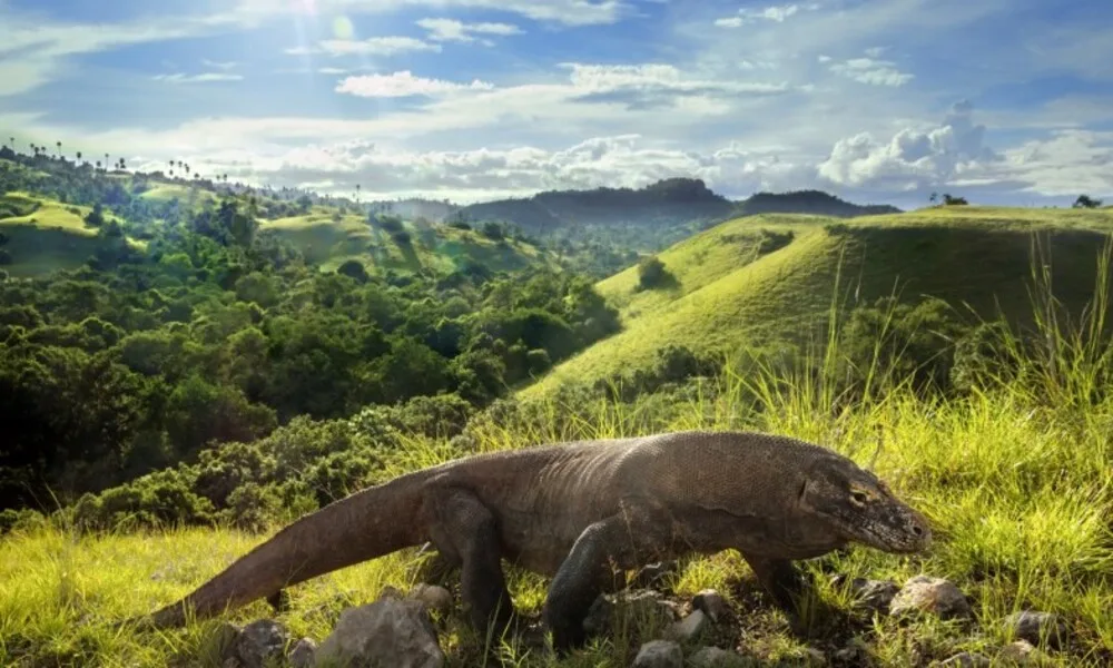 Komodo