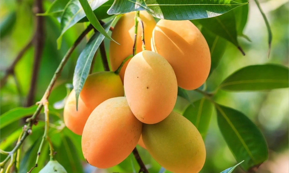 Mango